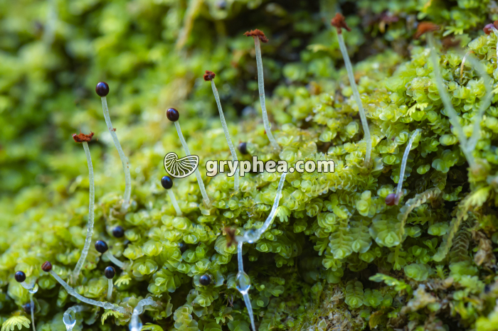 Mousses et leurs sporogones (Açores)  - gryphea.org